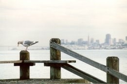 Gaivota em Sausalito - Fotografia de Rui Gonalves