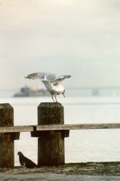 Gaivota em Sausalito - Fotografia de Rui Gonalves