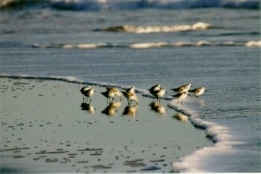 Pssaros em Stinson Beach - Fotografia de Rui Gonalves