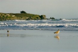 Pssaros em Stinson Beach - Fotografia de Rui Gonalves