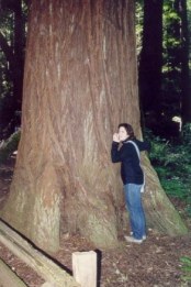 Cludia em Muir Woods - Fotografia de Rui Gonalves