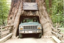 Drive Thru Tree - Fotografia de Rui Gonalves