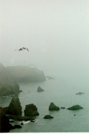 Pelicanos em Point Bonita - Fotografia de Rui Gonalves