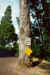 Arvore Na Estrada - Fotografia de Rui Gonalves