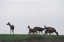 Veados no Golf - Fotografia de Rui Gonçalves