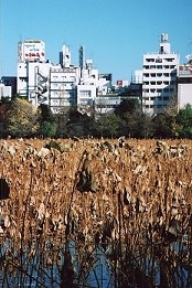 Jardim de Ltus (Secos) - Fotografia de Rui Gonalves