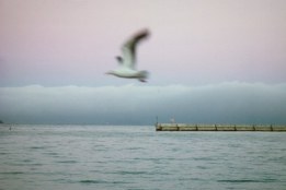 A Gaivota Em Tiburon - Fotografia de Rui Gonçalves
