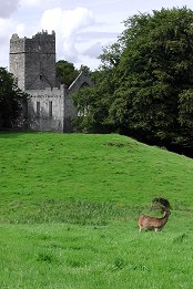 Muckross Abbey - Fotografia de Cláudia Fernandes